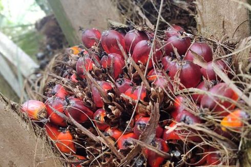 Petani Sawit di Riau Gajian dari Dana Talangan: Alhamdulillah, Bisa Beli Pakaian Anak meski Pinjam