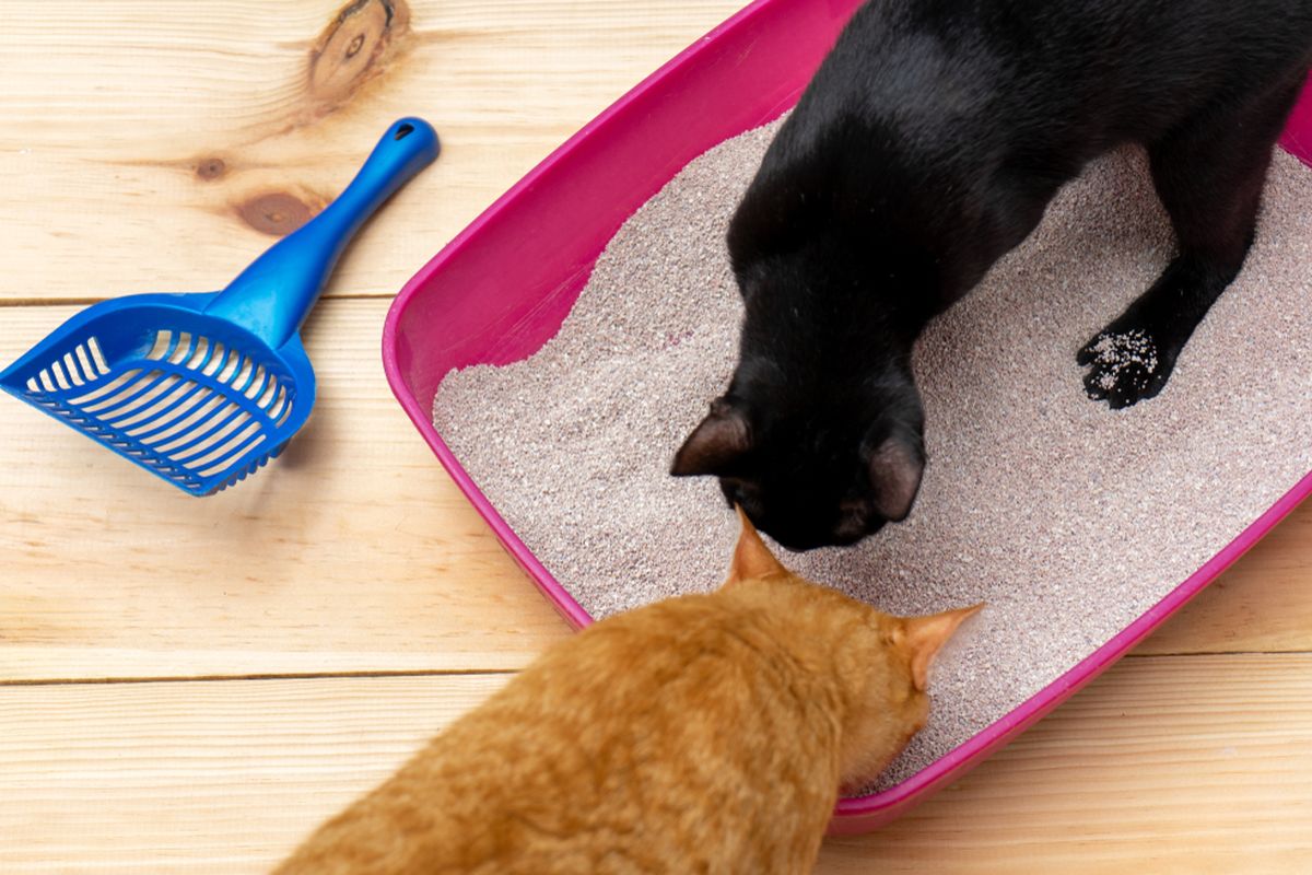 Bau feses dan urin kucing bisa sangat menyengat, Anda bisa menghilangkannya dengan larutan cuka dan baking soda.