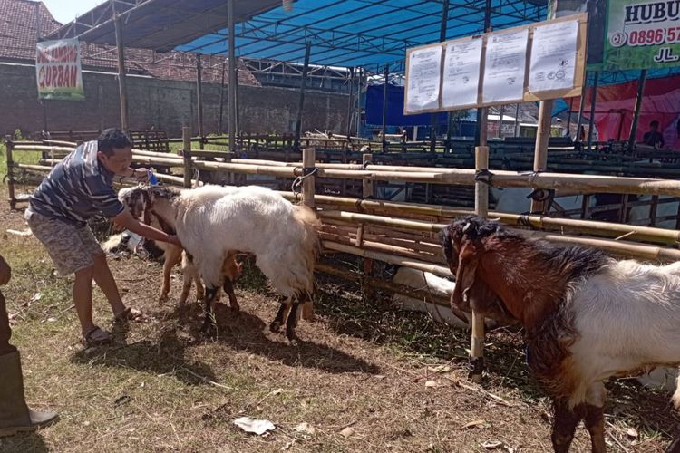 Salah satu pedagang kambing di Pasar Wagir, Kabupaten Malang saat mengecek kondisi kambingnya.