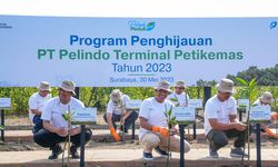 Hijaukan Area Pelabuhan, Pelindo Tanam 55.000 Bibit Mangrove di Asemrowo, Surabaya