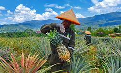 Cerita Tabarano, Desa Kering di Wasuponda yang Disulap Jadi Agrowisata