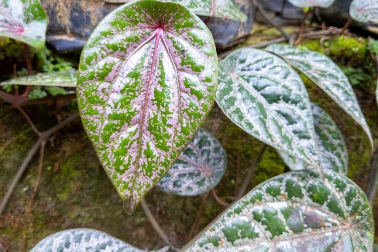 Daun Sirih Merah Bisa Mengobati Penyakit Apa Saja? Berikut 7 Daftarnya