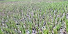 Ratusan Hektar Lahan di Lombok Barat Alami Kekeringan, Ditjen PSP Lakukan Monitorisasi dan Mitigasi