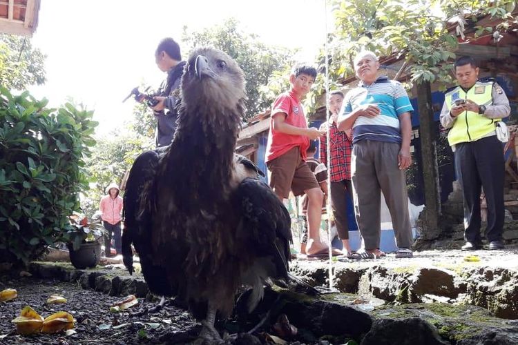 Seekor elang brontok dievakuasi dari perkampungan warga di Kp Gunteng, Desa Bojong, Kec. Karangtengah, Kab. Cianjur, Jawa Barat, Kamis (4/4/2019) setelah tersangkut di kabel listrik