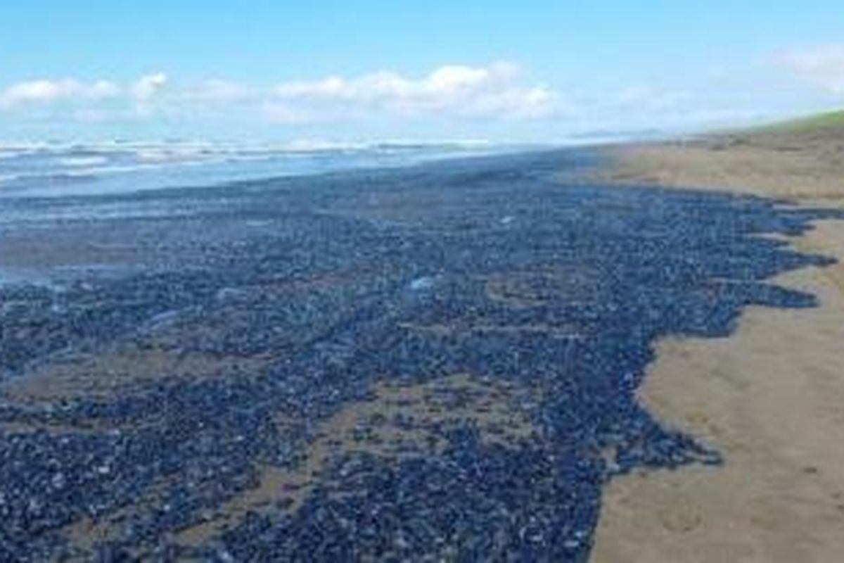 Bangkai ubur-ubur jenis Velella velella ditemukan di sepanjang pesisir barat Amerika. Jumlah bangkai itu mencapai satu miliar, membuatnya tampak seperti karpet raksasa berwarna biru yang menyelimuti pesisir.