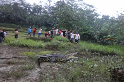 Ada 4 Jenis Buaya di Indonesia, Mana yang Paling Ganas?