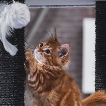 Mainan cat scratcher bisa mengalihkan kucing dari hobi menggaruk sofa.