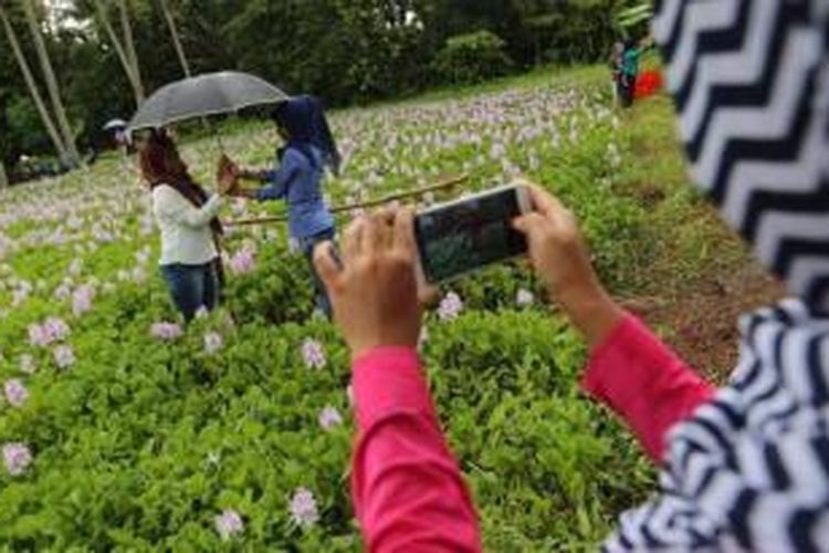 Hamparan bunga tanaman eceng gondok yang tumbuh pada sawah di Dusun Karangasem, Palbapang, Bantul menarik pengunjung yang ingin berfoto ria bersama bunga berwarna ungu yang indah itu. Semoga tak bernasib sama seperti rusaknya taman bunga amarilis oleh aksi selfie anak-anak muda sembari menginjak-injak. 