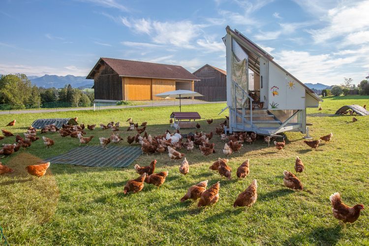 Cara Pelihara Ayam Organik, Hasilkan Daging Berkualitas Halaman all