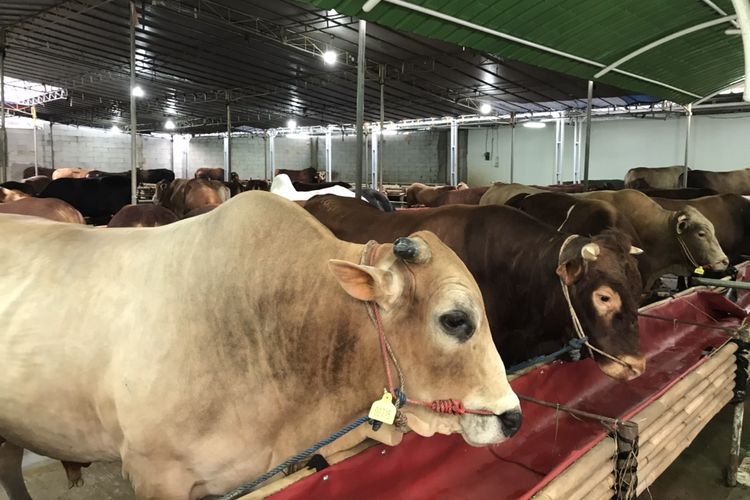 Sapi limosin di lapak sapi kurban Sumiland Farm, Jagakarsa, Jakarta, Kamis (9/7/2020) sore. Pedagang sapi kurban di sekitar Jalan Raya Lenteng Agung mulai berjualan sejak awal Juli 2020.
