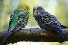 Makna Tema Hari Kesehatan Nasional 2025 Generasi Sehat, Masa Depan Hebat