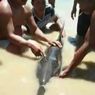 Lumba-lumba yang Mulutnya Terlilit Benang Plastik Terdampar di Pantai Sulbar