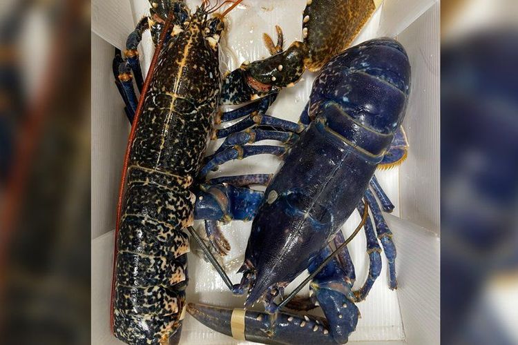 Lobster biru super langka yang ditemukan dalam kiriman stok bahan makanan restoran Hare on the Hill di Littleborough, Inggris, pada Selasa (6/7/2021). Secara alami, peluang munculnya lobster biru ini adalah 1 banding 200 juta.