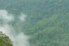 Indonesia Kalahkan Brasil dalam Urusan Penggundulan Hutan