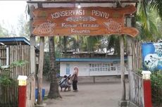 Pantai Kembar Terpadu di Kebumen, Tempat Wisata Edukasi Konservasi Penyu Tanpa Biaya Masuk