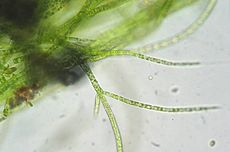 Mengapa Alga Tidak Termasuk Kingdom Plantae?