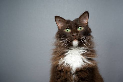 Mengenal Kucing LaPerm, Ras Unik dengan Bulu Keriting yang Khas