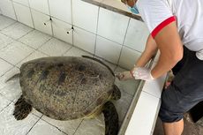 9 Penyu Hijau Nyaris Diselundupkan ke Bali, Ditemukan Sejumlah Luka