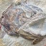 Penemuan Fosil Ikan Jurassic di Peternakan Inggris, Masih Lengkap Sisik dan Rongga Matanya