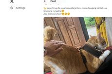 Alasan Mengapa Kucing Jantan Mengangkat Pantatnya Saat Punggungnya Dielus