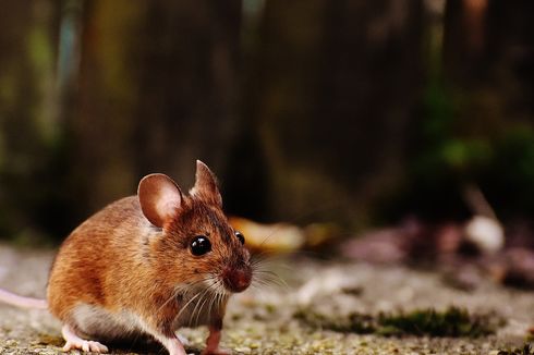 Cara Membasmi Tikus Tanpa Racun