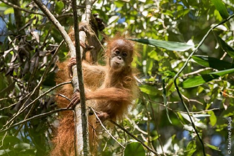 Pongo tapanuliensis