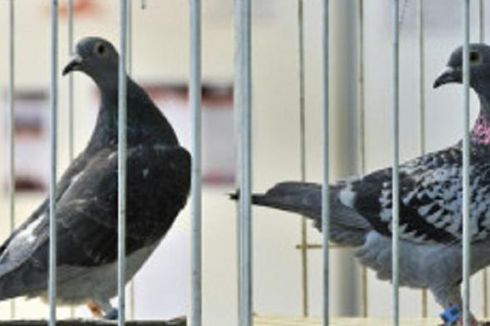 Dituduh Mata-mata, Seekor Burung Merpati Ditangkap di India 