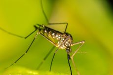 Populasi Nyamuk di Skotlandia Tiba-tiba Meningkat 