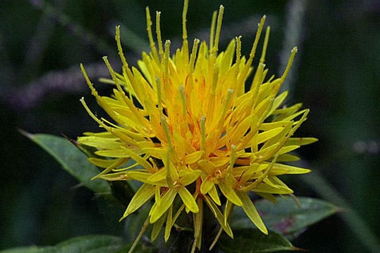 Ilustrasi safflower. [Via Wikipedia Commons]