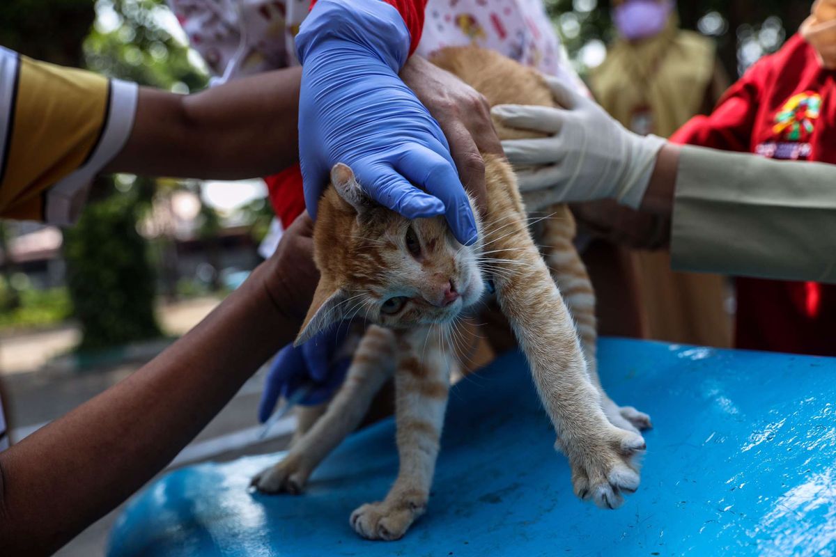 Petugas Suku Dinas Ketahanan Pangan, Kelautan, dan Pertanian Provinsi DKI Jakarta melaksanakan program vaksin rabies untuk hewan peliharaan di lingkungan perumahan kawasan Tanah Tinggi, Kecamatan Johar Baru, Jakarta Pusat, Senin (7/9/2020). Pelayanan jemput bola vaksinasi rabies ke lingkungan perumahan tersebut sebagai bentuk pelayanan untuk memastikan kesehatan hewan peliharaan warga yang berpotensi sebagai penular rabies di masa Pembatasan Sosial Berskala Besar (PSBB) transisi.