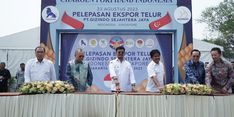 Tembus Pasar Dunia, Indonesia Ekspor Telur Ayam ke Singapura Senilai Rp 1,15 Miliar 