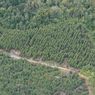Memanfaatkan Limbah Kulit Kayu Eucalyptus untuk Filter Penangkap CO2