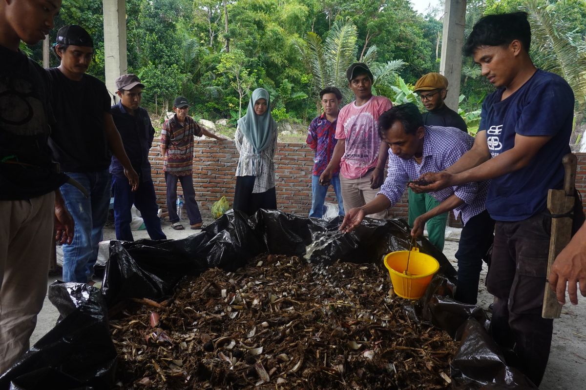 Proses pembuatan pupuk organik dengan bahan kotoran sapi dan batang pisang