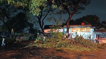 Cuaca Ekstrem Terjang Bekasi, Puluhan Pohon Tumbang di 5 Kecamatan