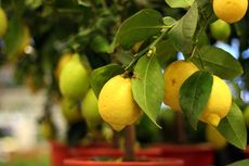 Menanam Lemon di Pot di Rumah? Kenali Tahapan Pertumbuhannya