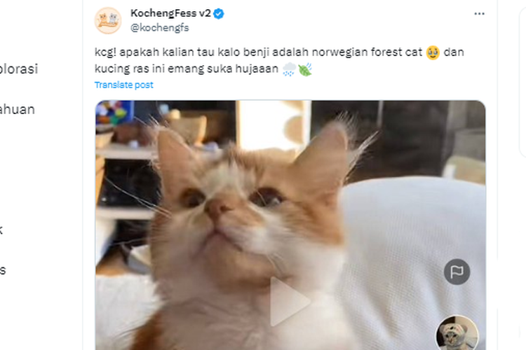 Tangkapan layar unggahan X yang menyebut kucing hutan norwegia atau norwegian forest cat menyukai hujan