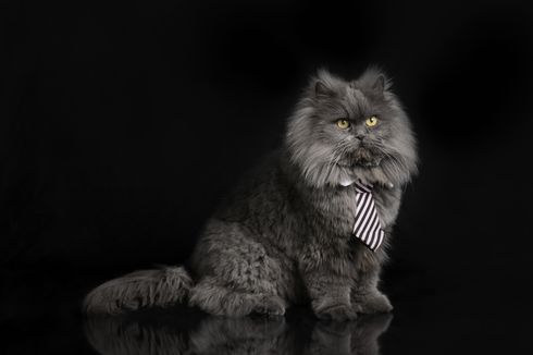 Sejarah Kucing Persia Abu-abu, Si Bulu Tebal yang Menggemaskan