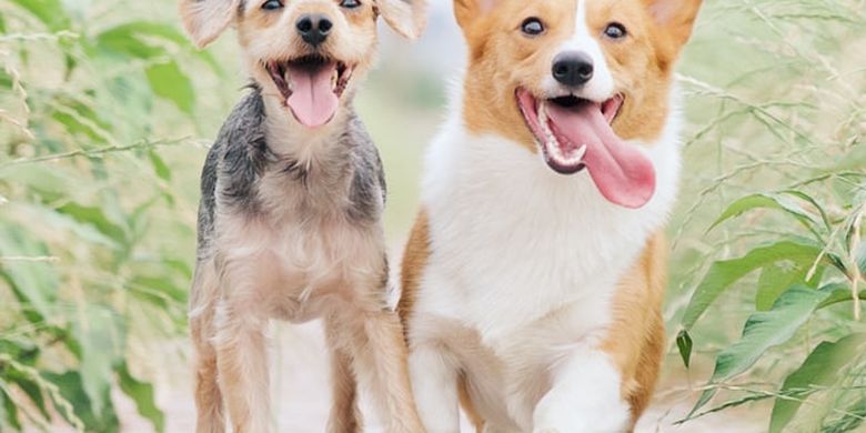 Ingin Pelihara Anjing? Ini 5 Ras Terbaik yang Bisa Jadi Pilihan - Vimarsana News