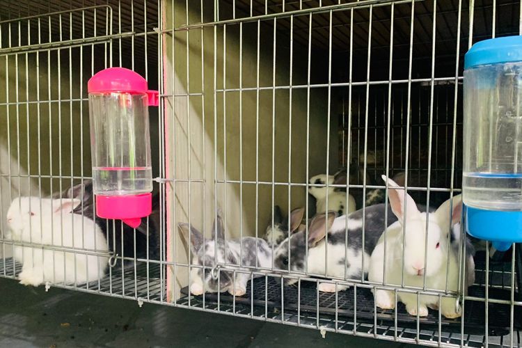 Kelinci anakan jenis Rex usia 30 hari dijual dengan harga mulai Rp 40-50.000, baik di pasar lokal maupun online.