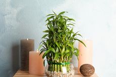 7 Penyebab Daun Tanaman Lucky Bamboo Menguning dan Cara Mengatasinya