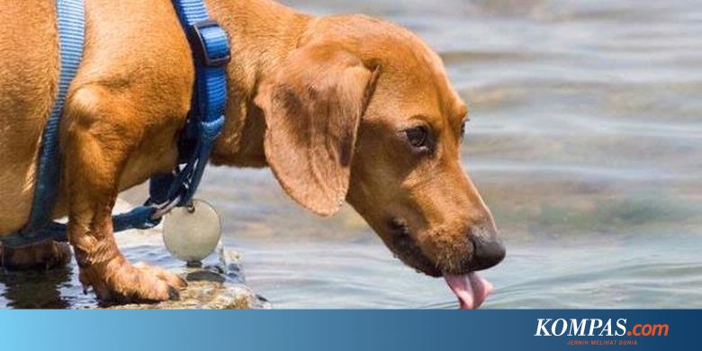 Dokter Hewan Prihatin Eliminasi Anjing Di Palembang