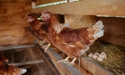 'Cage Free Eggs', Mengangkat Isu Kesejahteraan di Sebutir Telur
