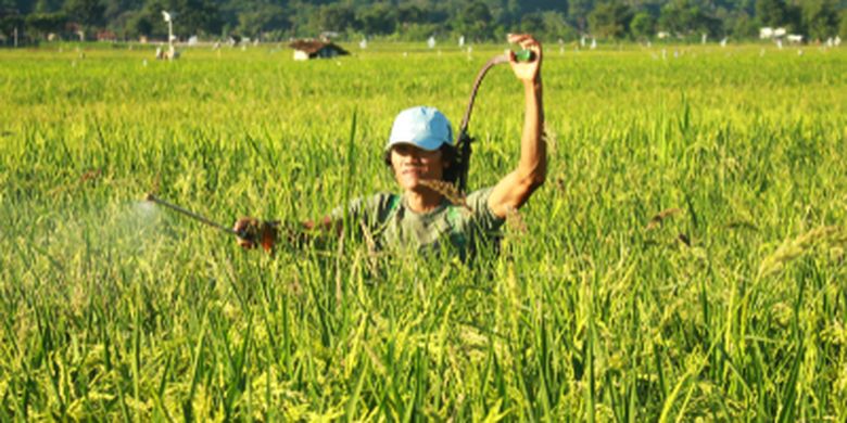 Cara Membuat Pestisida Nabati Untuk Padi Bisa Mengendalikan Wereng