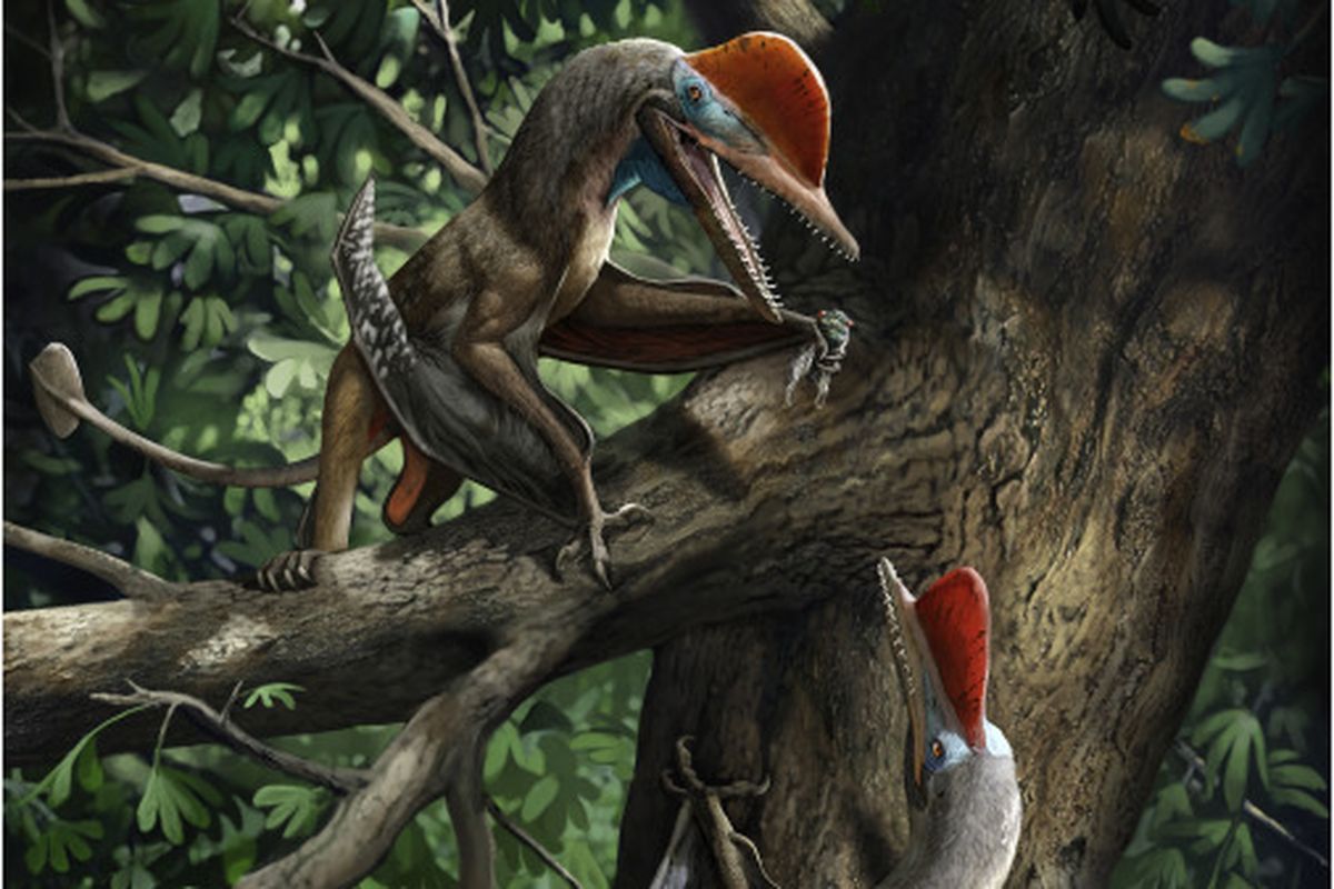 Rekonstruksi Monkeydactyl, spesies pterosaurus, dinosaurus terbang unik dari China yang memiliki kemampuan memanjat pohon.