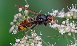 Serangga Jadi Korban Invasi Spesies Asing, Populasi Bisa Menurun