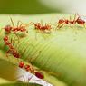 Ternyata Semut Bisa Bantu Lindungi Tanaman dari Perubahan Iklim