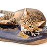 Ajak Kucing Bermain Jika Menemukan Perilaku Ini