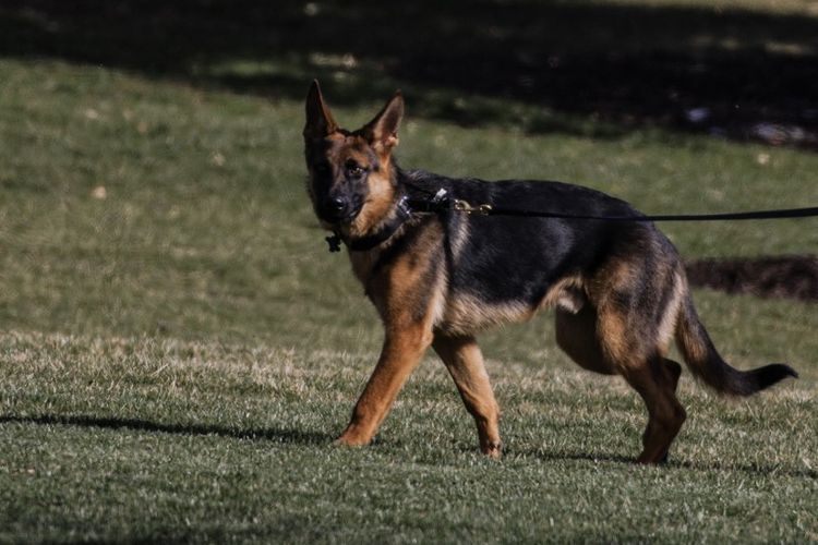 Commander, anjing German Shepherd milik Presiden AS Joe Biden
