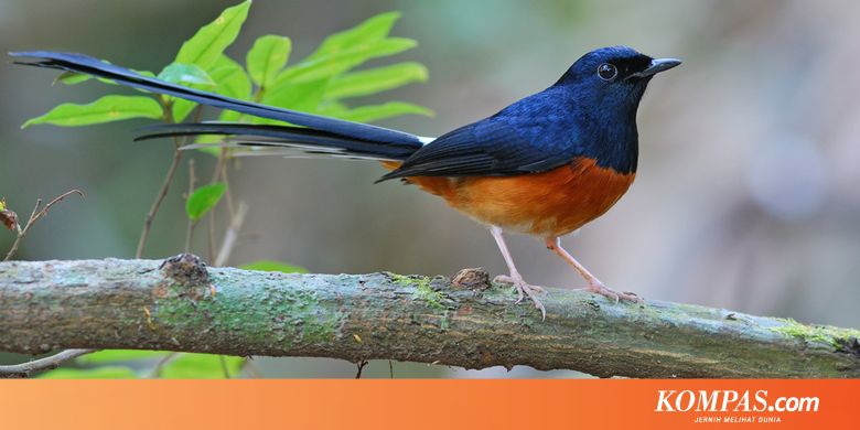 17+ Jenis burung kicauan di indonesia terupdate