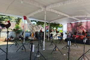 Saat Ayam Tak Sekadar Berkokok, Mereka 'Tertawa' untuk Jadi Juara di Salatiga